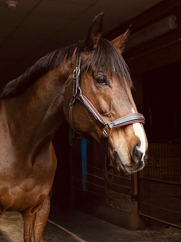 thoroughbred-gelding