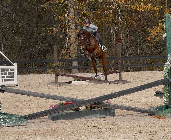 thoroughbred