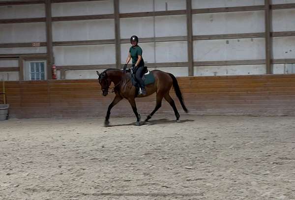 gelding