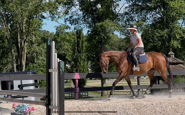 dressage-thoroughbred-horse