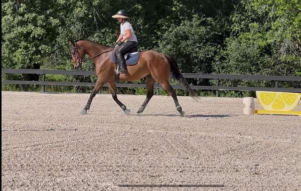 hunter-thoroughbred-horse