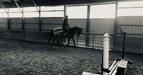 jumper-thoroughbred-horse