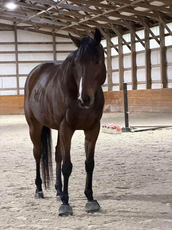 thoroughbred-horse