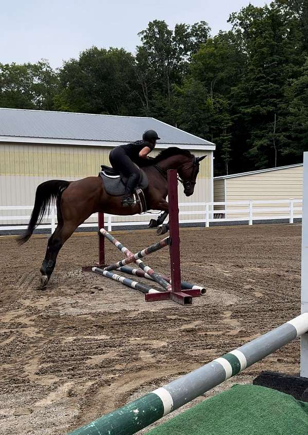 dressage-gelding
