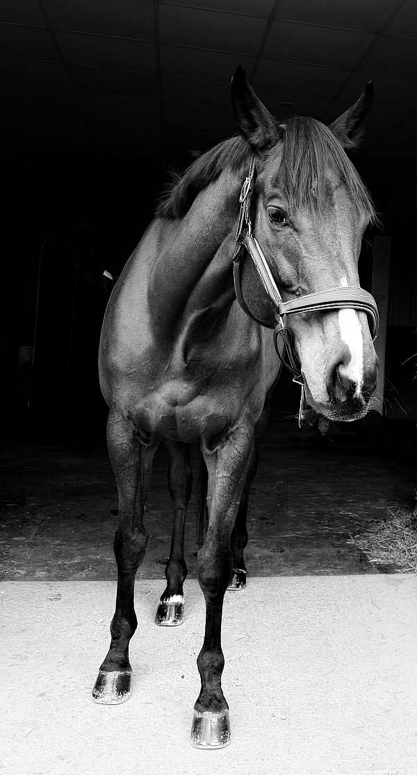 hunter-gelding
