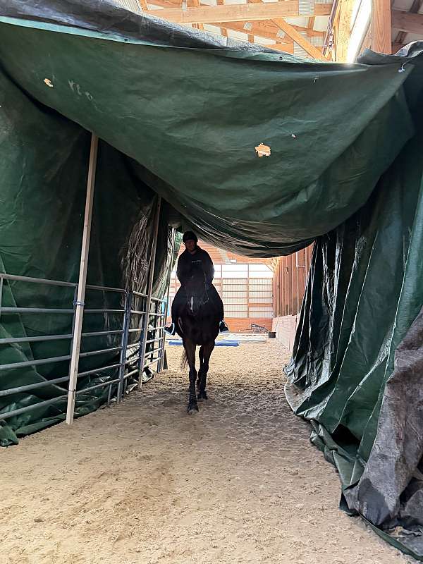 jumper-gelding
