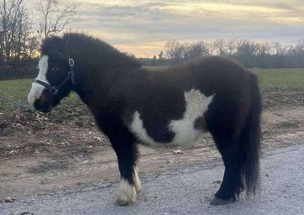 black-white-paint-pony