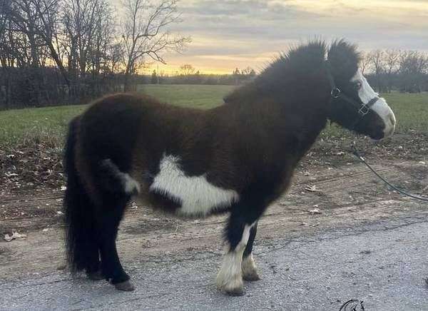 beginner-pony