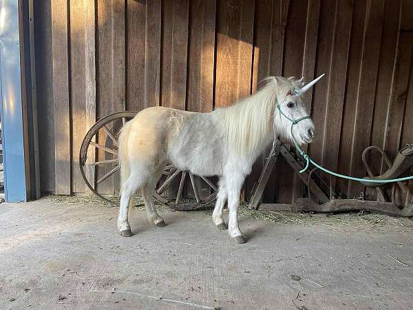 flashy-pony