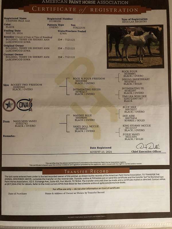 paint-gelding