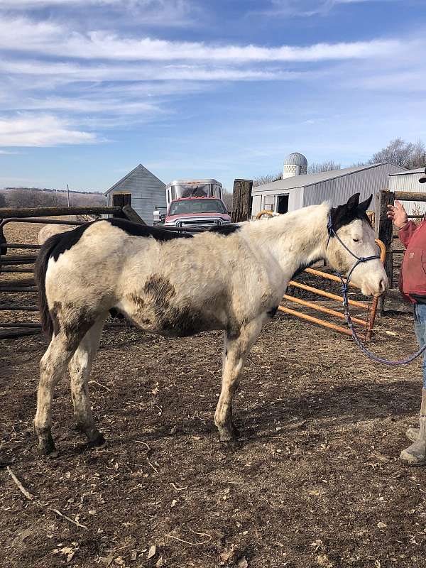 paint-horse-for-sale