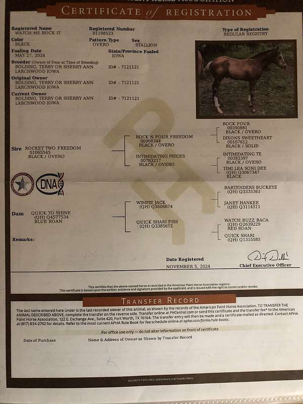 paint-gelding