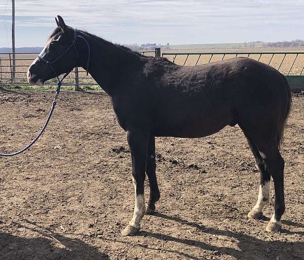 paint-horse-for-sale