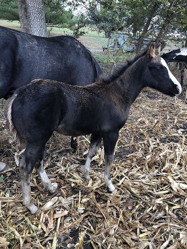 paint-filly