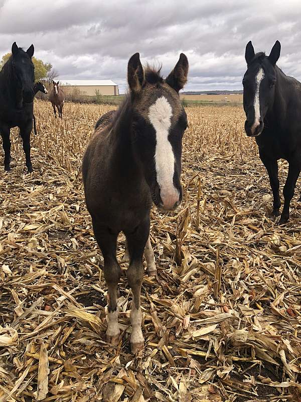 paint-horse-for-sale