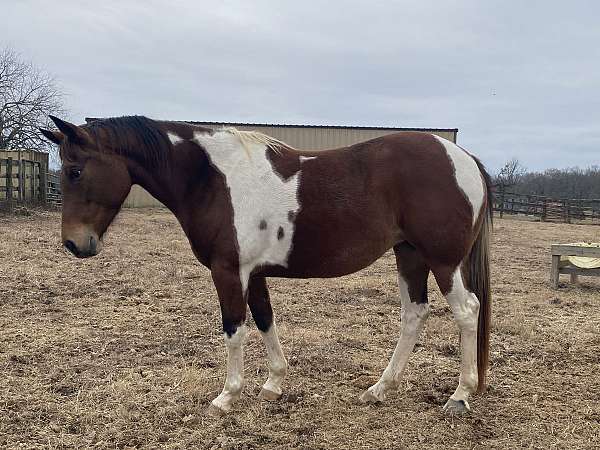 rac-paint-horse