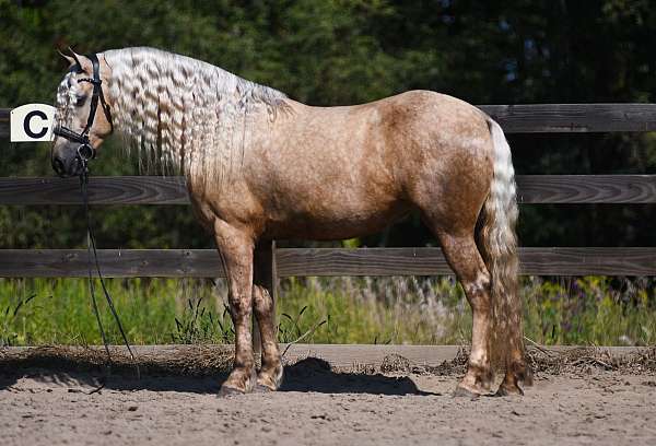 palomino-fshr-mare