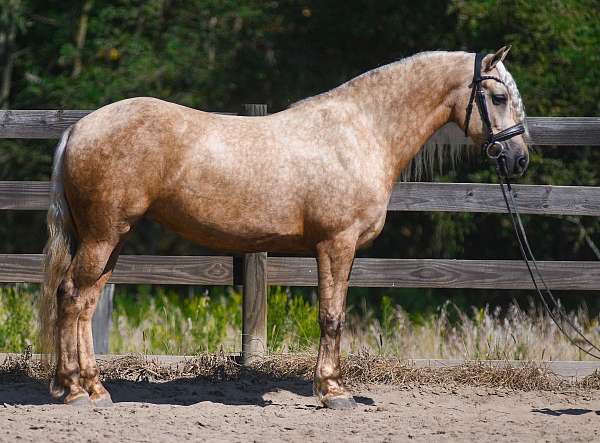 palomino-fshr-horse