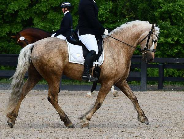 breeding-friesian-horse