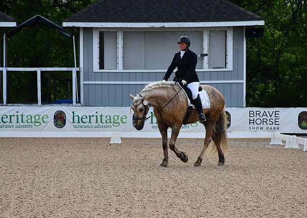 classical-friesian-horse