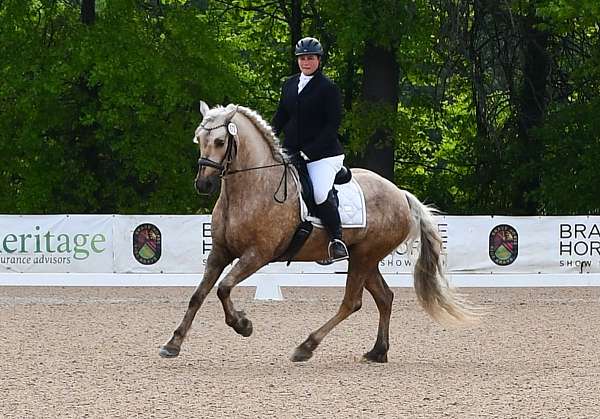dressage-friesian-horse