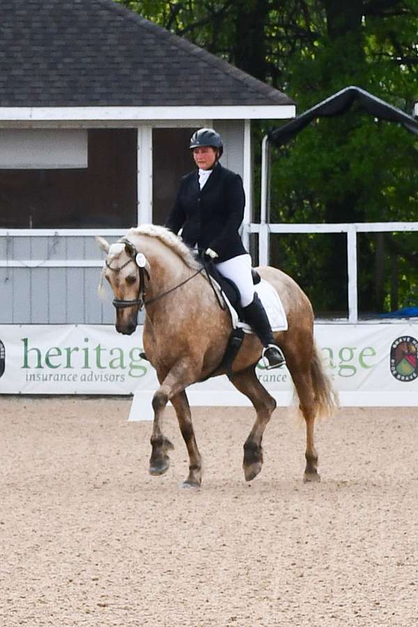 eventing-friesian-horse