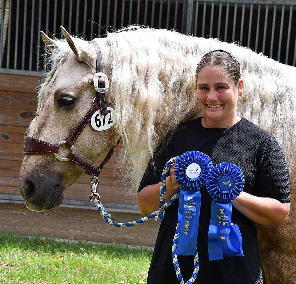 experienced-friesian-horse