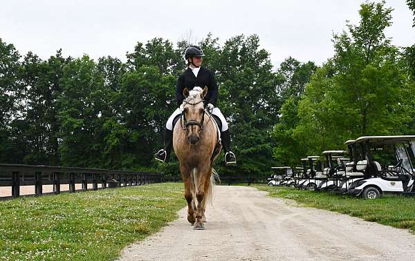 husband-safe-friesian-horse