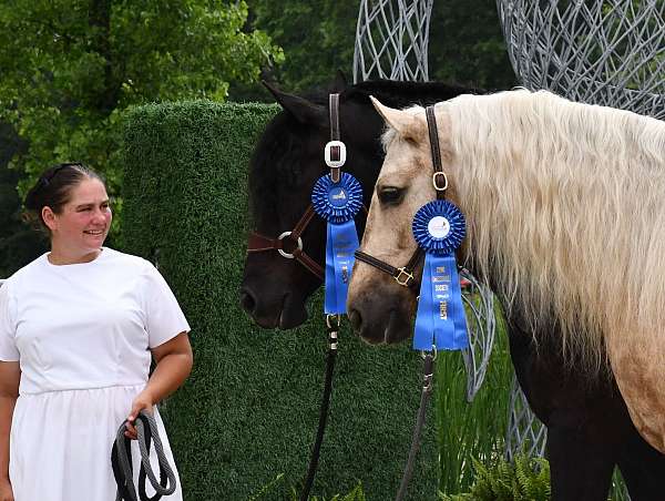 kid-safe-friesian-horse