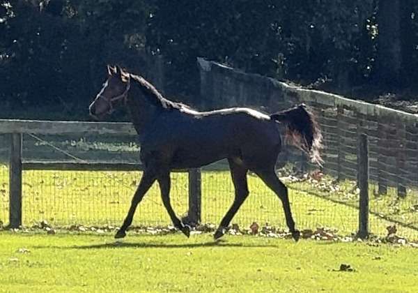 blaze-horse