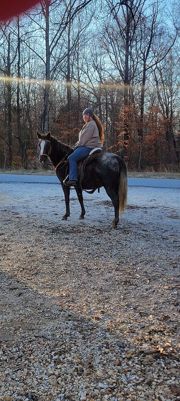 appaloosa-mare