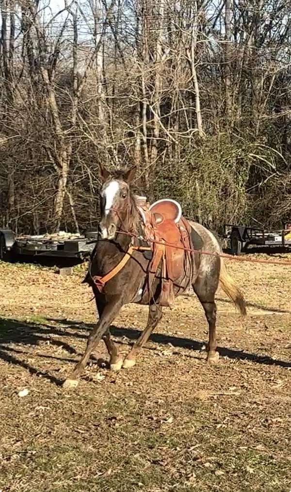 appaloosa-horse-for-sale