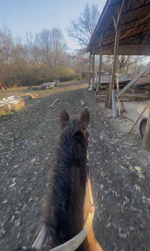appaloosa-horse