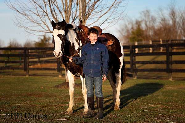 lesson-spotted-saddle-pony