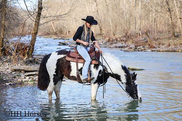 native-costume-spotted-saddle-pony