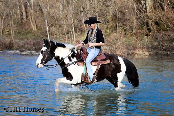 ranch-spotted-saddle-pony