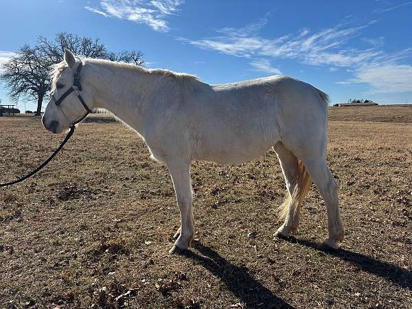 barrel-pony
