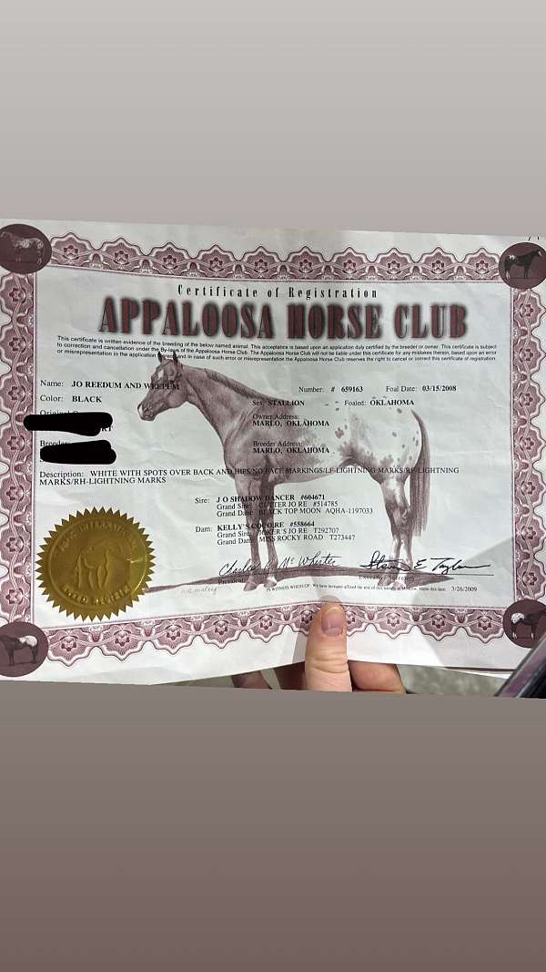 athletic-appaloosa-horse