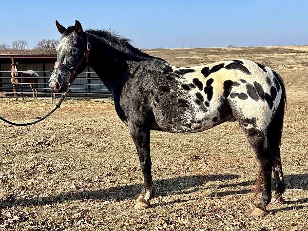 all-around-appaloosa-horse
