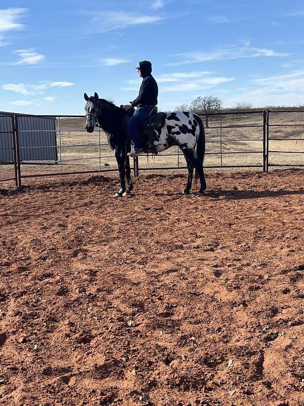 barrel-appaloosa-horse