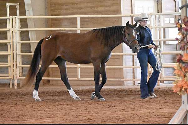 star-snip-lf-sock-rh-lh-horse