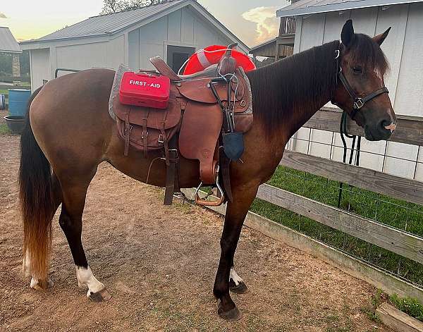 bay-star-snip-lf-sock-rh-lh-horse