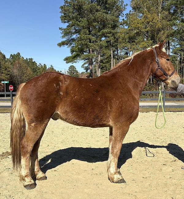 trail-belgian-morgan-horse