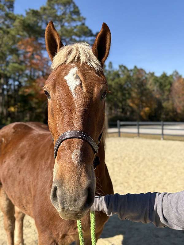 trail-riding-belgian-morgan-horse