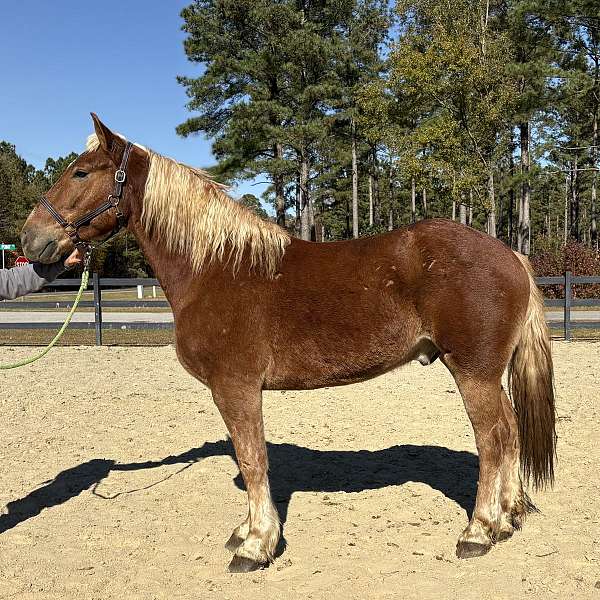 athletic-belgian-morgan-horse