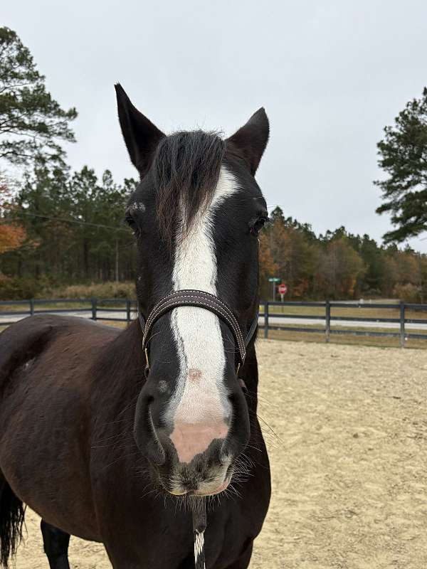 black-mare-for-sale