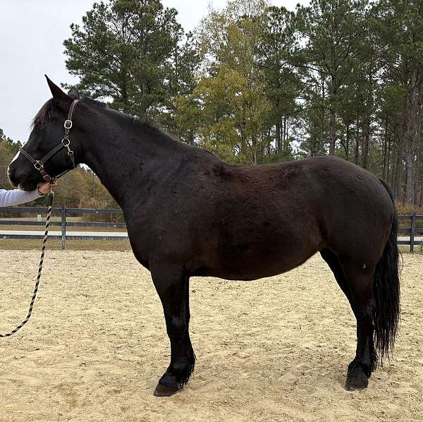 16-hand-percheron-mare