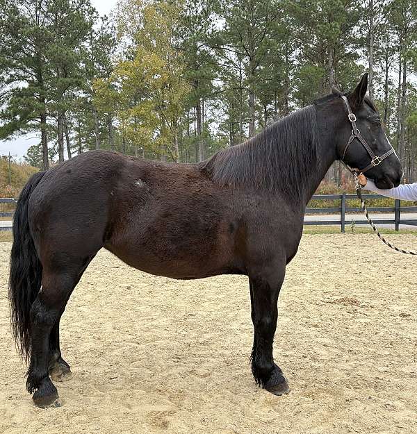 black-percheron-mare