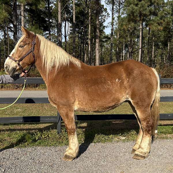 sorrel-belgian-mare
