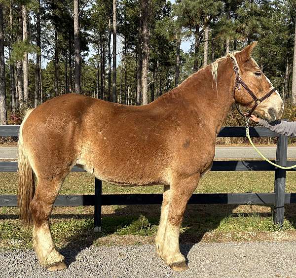 sorrel-mare-for-sale